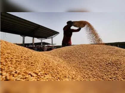 Govt 2nd estimate pegs wheat output at record 112.01 mn tn in 2023-24