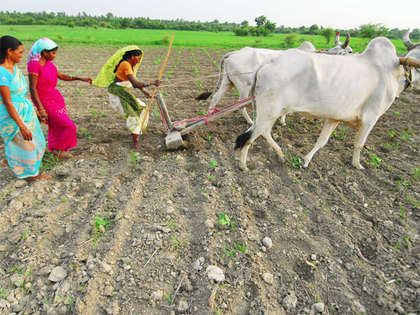 Barring 4 states, Maharashtra, AP, Telangana and Karnataka, summer crops prospect good so far: IMD