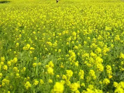 Activists accuse India of lapses in genetically modified mustard approval