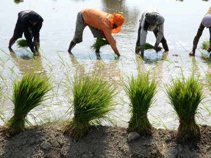No threat to paddy crop despite deficient rain forecast: Government