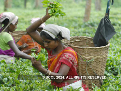 Dry spell could spell doom for tea output