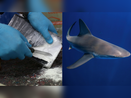 Cocaine sharks: Brazilian study shows marine predators 'high' on drug