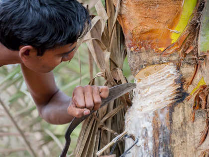 Tracing the many benefits (and busting a few myths) of toddy-tapping of coconut palms