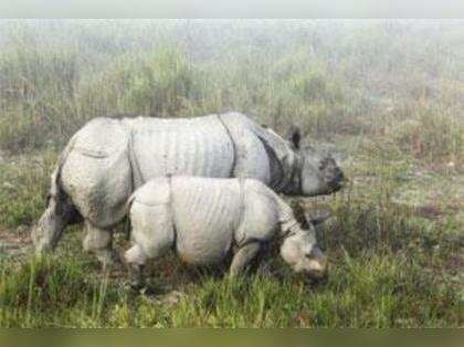 Kaziranga loses another rhino to poachers