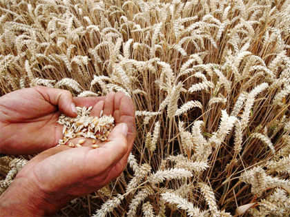 Australian grain industry should tap India for wheat supply: Officials