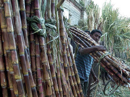 Despite fall in production, ISMA says no need to import sugar