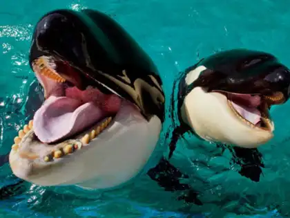 Orca attack or online hoax? The truth behind 'marine trainer' Jessica Radcliffe's viral TikTok video - The Economic Times