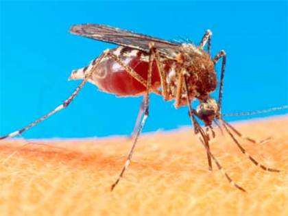 NE region highly prone to mosquito-borne diseases, but lacks mosquito net processing capacity