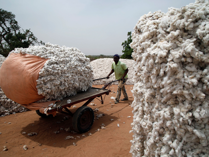 Cotton arrival hits decade-high of 3,10,000 bales after domestic prices jump 25 percent