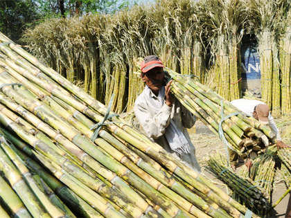 India's sugar production till January 31 down by 10%, says ISMA