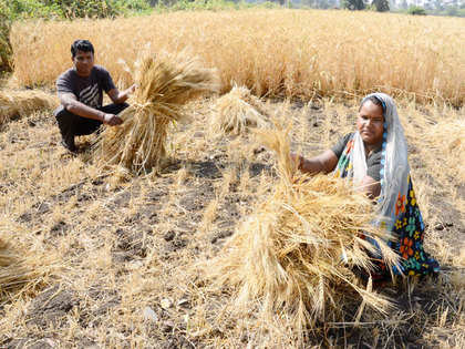 India could lose $49 billion in GDP by food price shock: UN