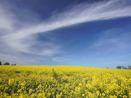 India expects record rapeseed output due to bigger area, favourable weather
