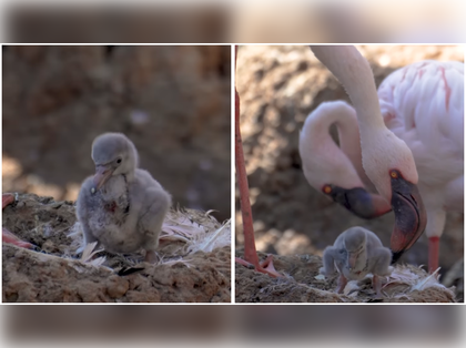 San Diego zoo’s male flamingo couple becomes first-time dads