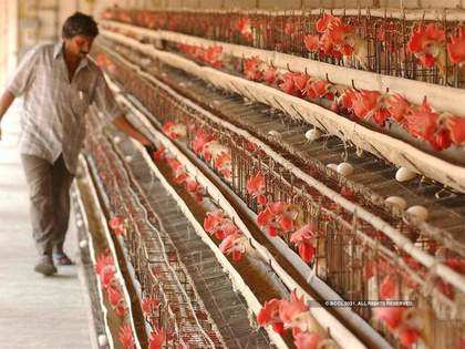 Poultry prices up by more than 50% in a year as animal feed drives up costs