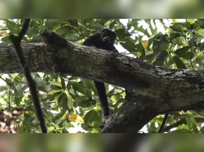 Authorities investigate abrupt deaths of endangered Howler monkeys in Mexico due to extreme heat