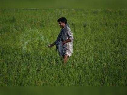 fertiliser ministry notifies P&K subsidy rates