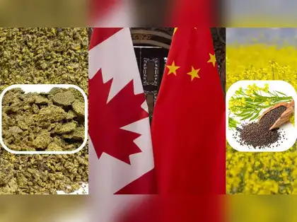 Indian rapeseed meal exports soar as China replaces Canadian supply