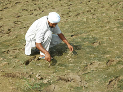 Kharif sowing picks up further, but rain worries still there