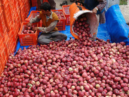 Flood of local apples to keep imports at bay; price may fall up to 30 per cent