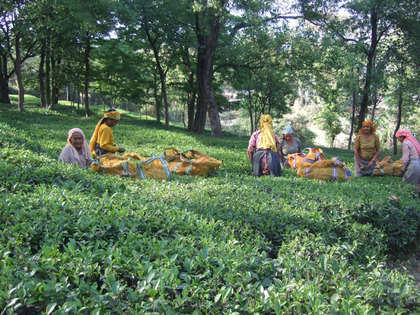 Inclement weather condition affecting tea production in Assam