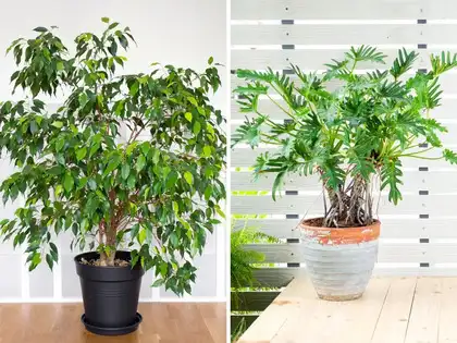 7 air-purifying indoor plants that you must add to your home immediately -  The Economic Times