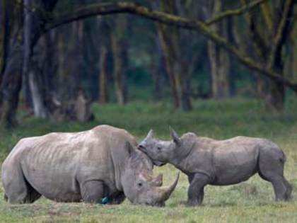 Rhinos may be extinct by 2020: Experts