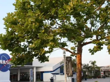 What Are Moon Trees