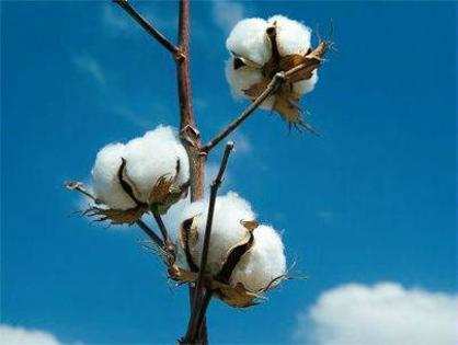 Cotton price firms up 10% on supply fall