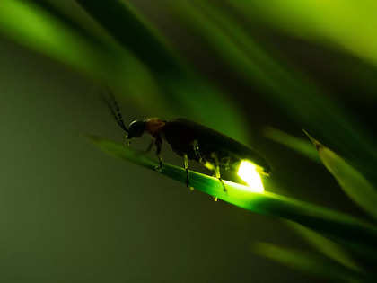 How and why do fireflies light up?