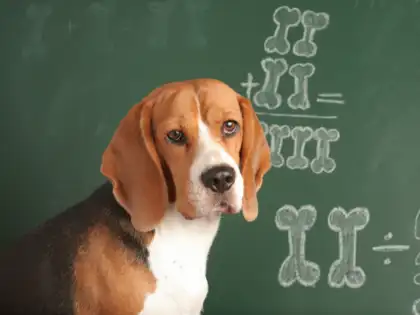 Can your pet do Math? Science says some animals might be quietly crunching numbers