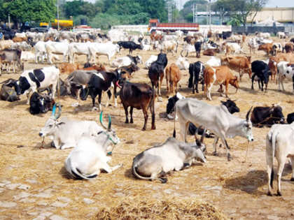 Climate change spurs positive for India: Overseas demand for indigenous cattle rises