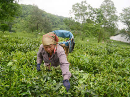 Assam and West Bengal's Tea Trade union’s handshaking likely to revive worker’s wage issue
