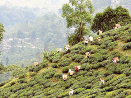 Mohini Tea shipped 13 tonne tea worth Rs 50 lakh to Nigeria this year