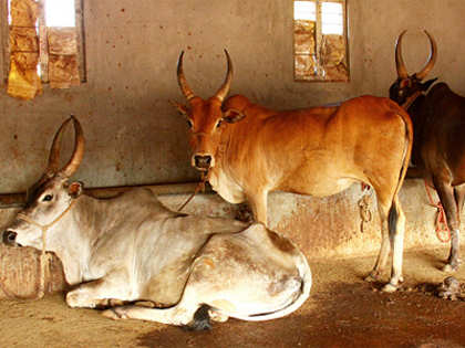 Government launches Rashtriya Gokul Mission for indigenous cattle