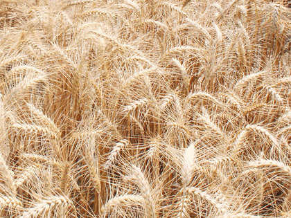 Rabi crop acreage rises by 5% in just a week