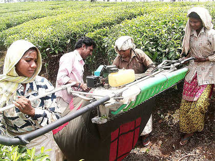 Cash crunch puts Bengal tea belt under deep trouble