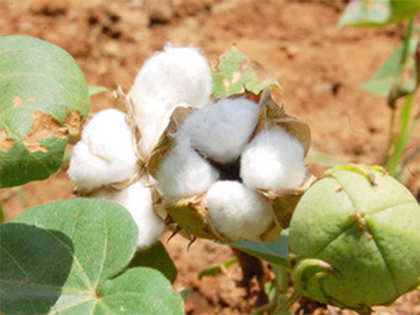 GM cotton grown in 8.5 lakh ha, illegal market is Rs 472 crore
