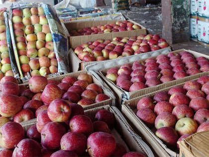 IMD's weather forecast brings hope to apple, pear and plum farmers in Jammu and Kashmir and Himachal Pradesh