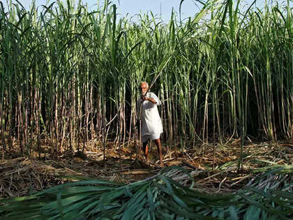 No proposal to allow further diversion of sugar for ethanol production: Food Secy