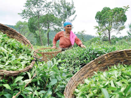 Small tea growers ask for reshaping of directorate’s activity pattern