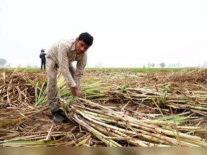 India may devote more sugar to ethanol in blow to export hopes