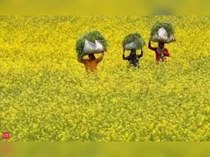 GM mustard sown in 6 field trial plots days before top court took up plea against it