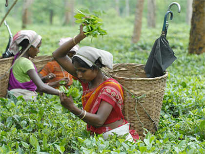 Tea Association concerned over production cost