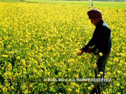 India gives environmental approval for gene-modified mustard