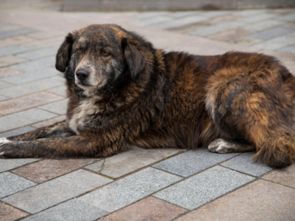 Guinness World Records investigates validity of 'World's Oldest Dog' title amid vet doubts