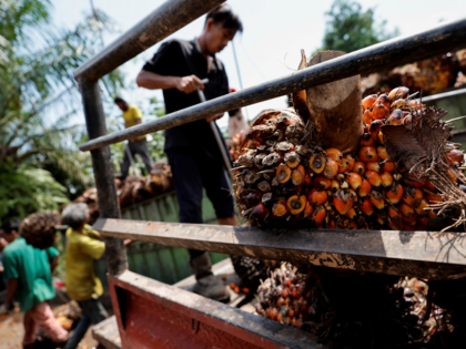 Cheap sunflower oil from Russia, Ukraine rattles palm oil market