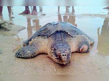 Olive Ridley Turtle rescued and rehabilitated in sea in Surat