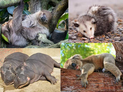 From sloths to koalas, meet the laziest animals in the world
