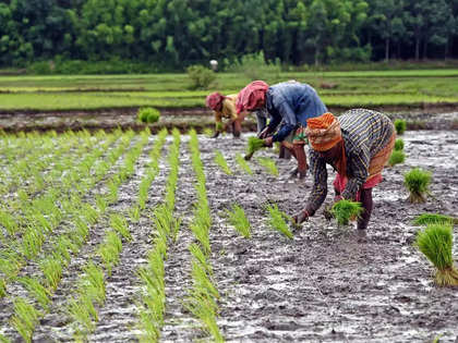 Farmers paid premium of Rs 32,440 cr under PMFBY; over Rs 1.63 lakh cr worth claims cleared
