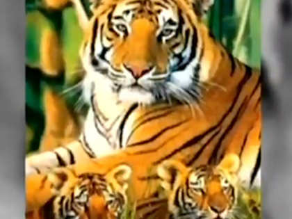 Tigress Avni, blamed for 13 deaths, killed in Maharashtra